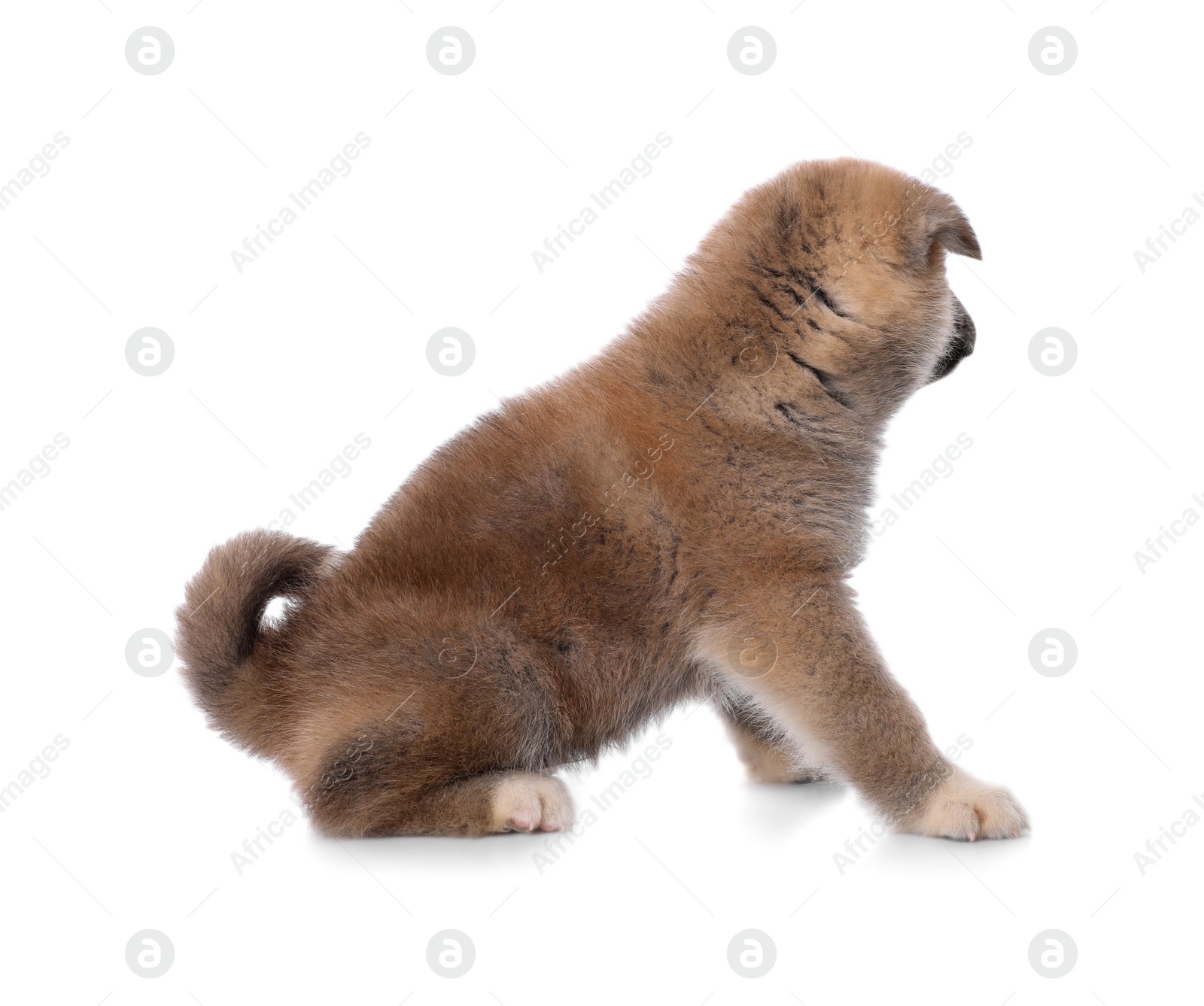 Photo of Adorable Akita Inu puppy on white background