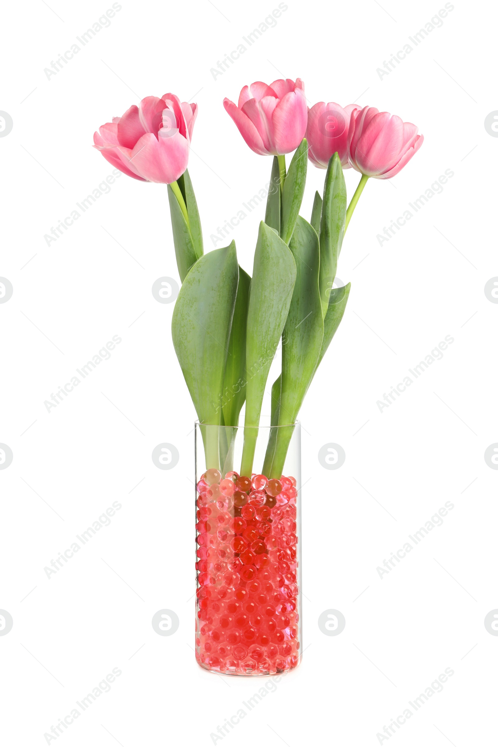Photo of Red filler with tulips in glass vase isolated on white. Water beads