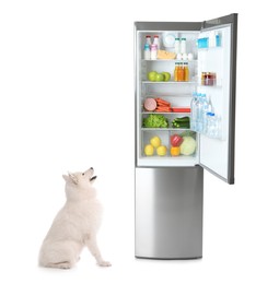 Image of Cute Samoyed sit near open refrigerator with many different products on white background