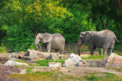 Photo of Beautiful elephants in zoo on sunny day