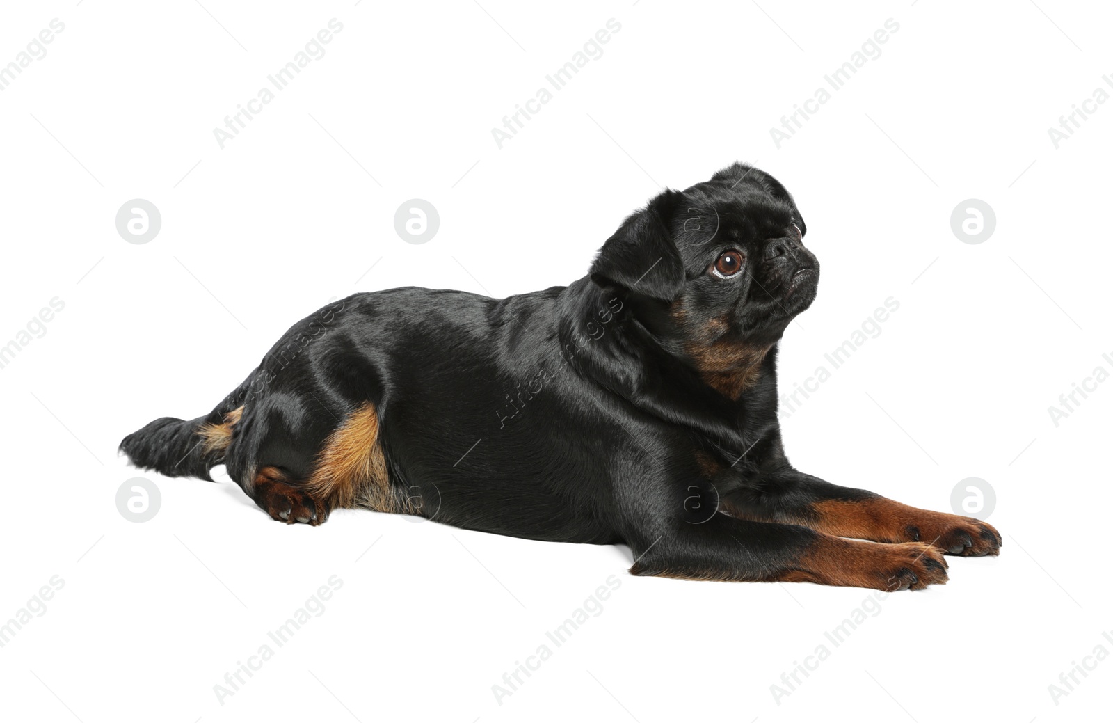 Photo of Adorable black Petit Brabancon dog lying on white background