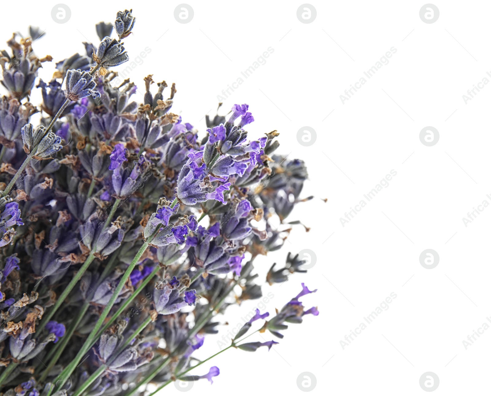 Photo of Beautiful blooming lavender flowers on white background