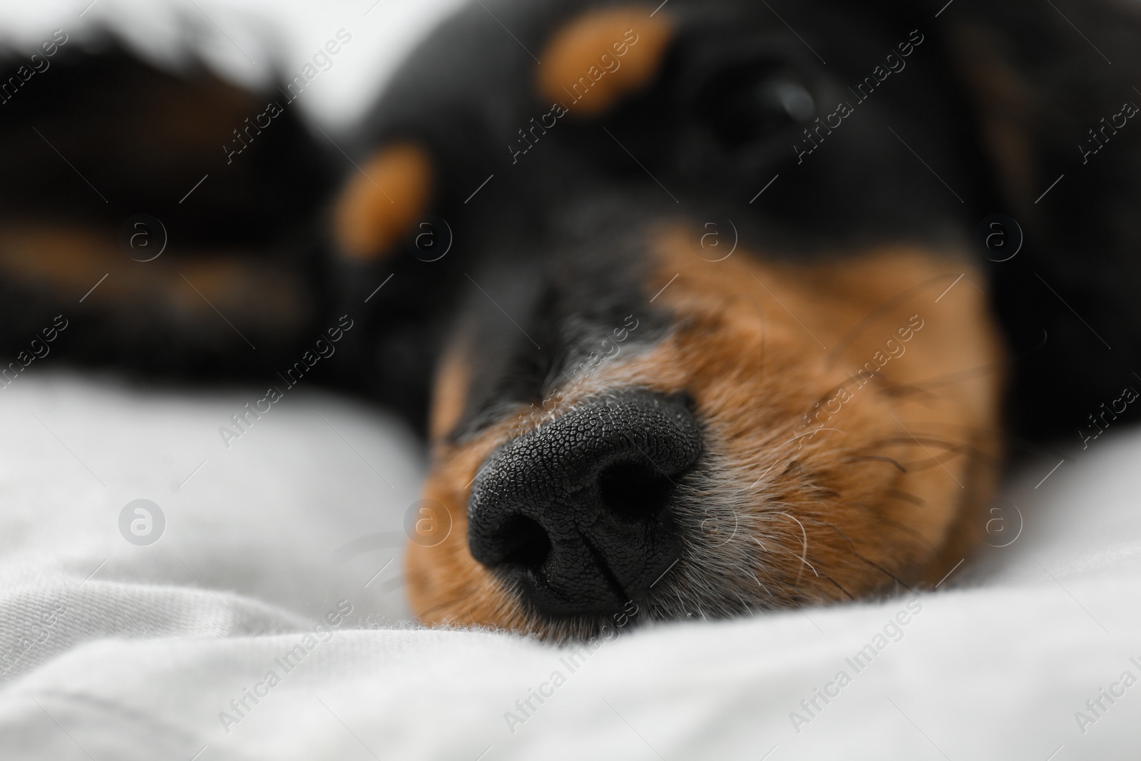 Photo of Cute dog relaxing on white fabric at home, closeup. Friendly pet