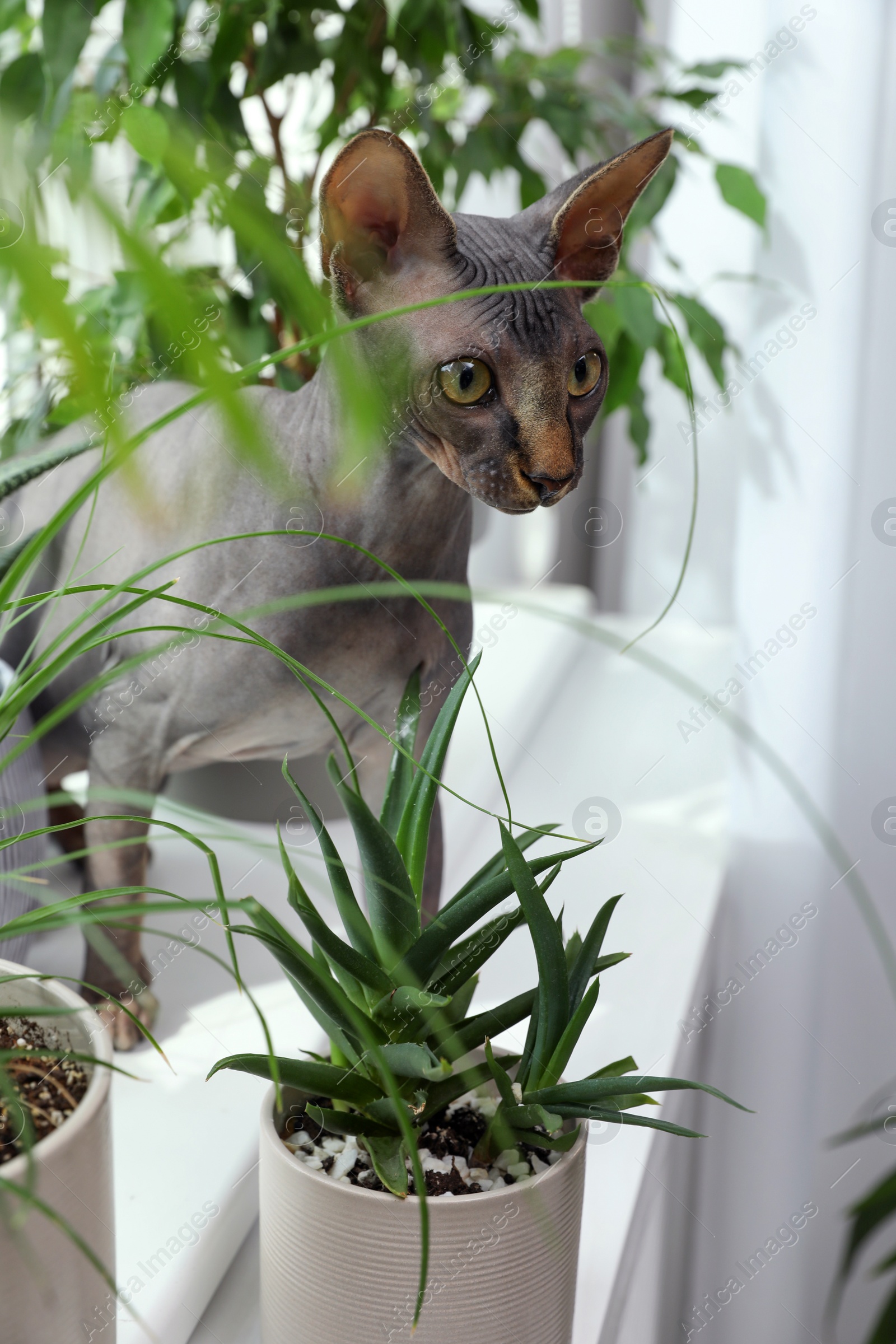 Photo of Sphynx cat on windowsill near houseplants indoors