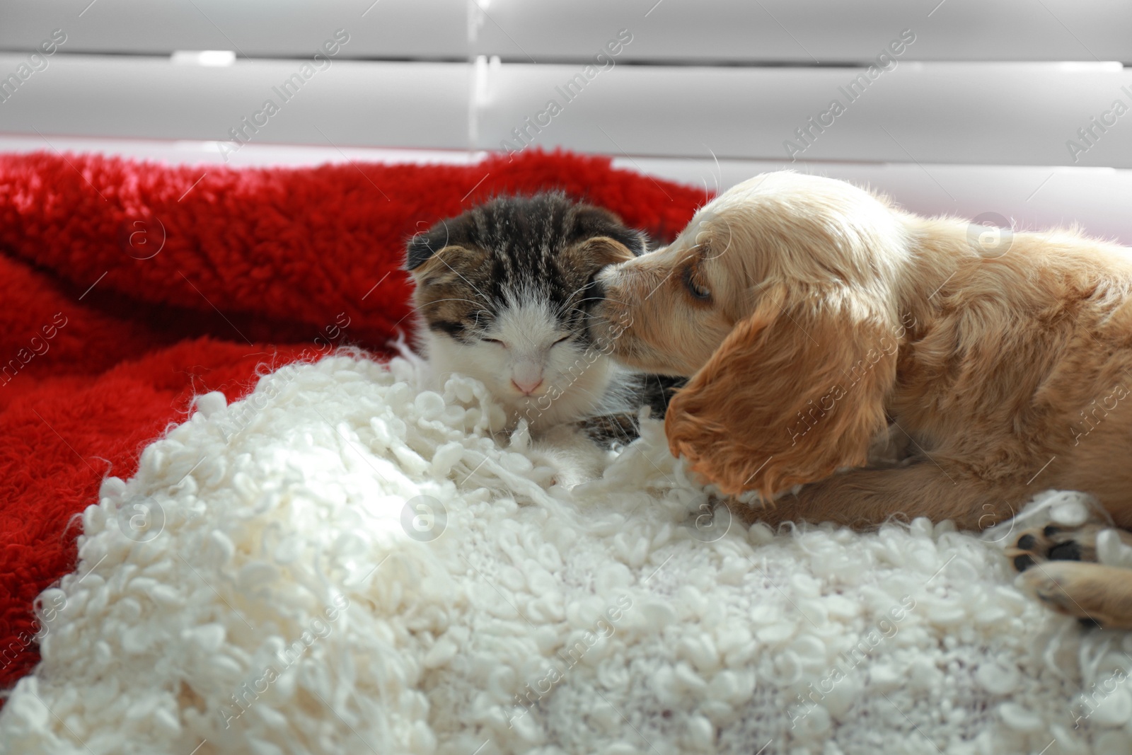 Photo of Adorable little kitten and puppy sleeping on plaid indoors