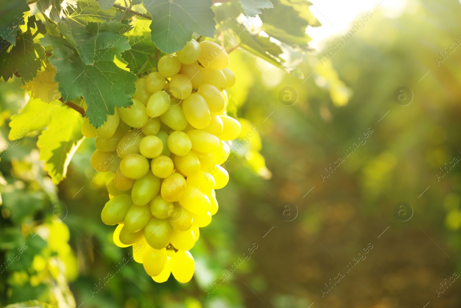 Photo of Bunch of fresh ripe juicy grapes against blurred background