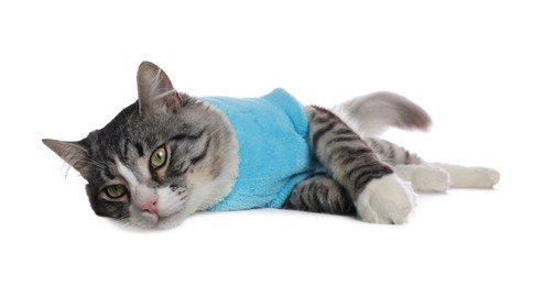 Photo of Cute cat wearing stylish pet clothes on white background