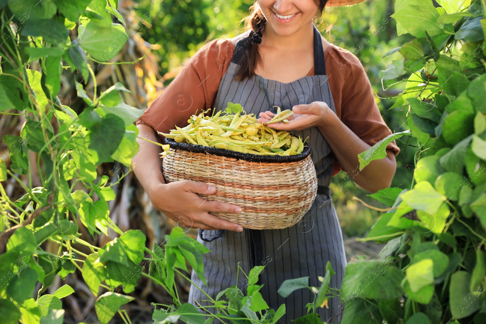 Photo of Young woman harvesting fresh green beans in garden, closeup