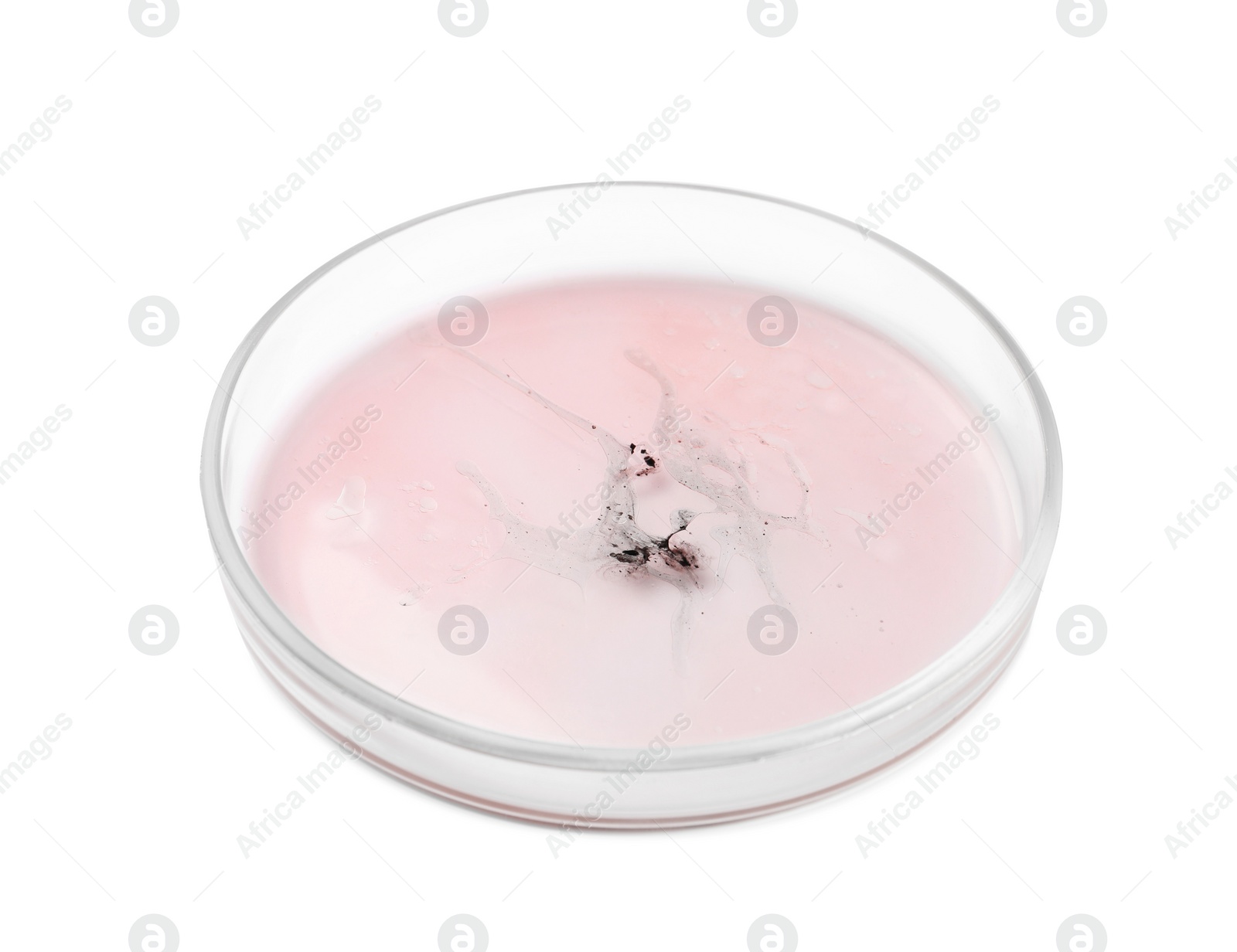 Photo of Petri dish with bacteria on white background