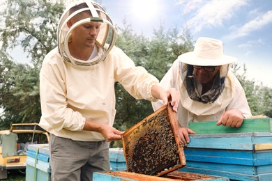 Photo of Beekeepers in uniform harvesting honey at apiary