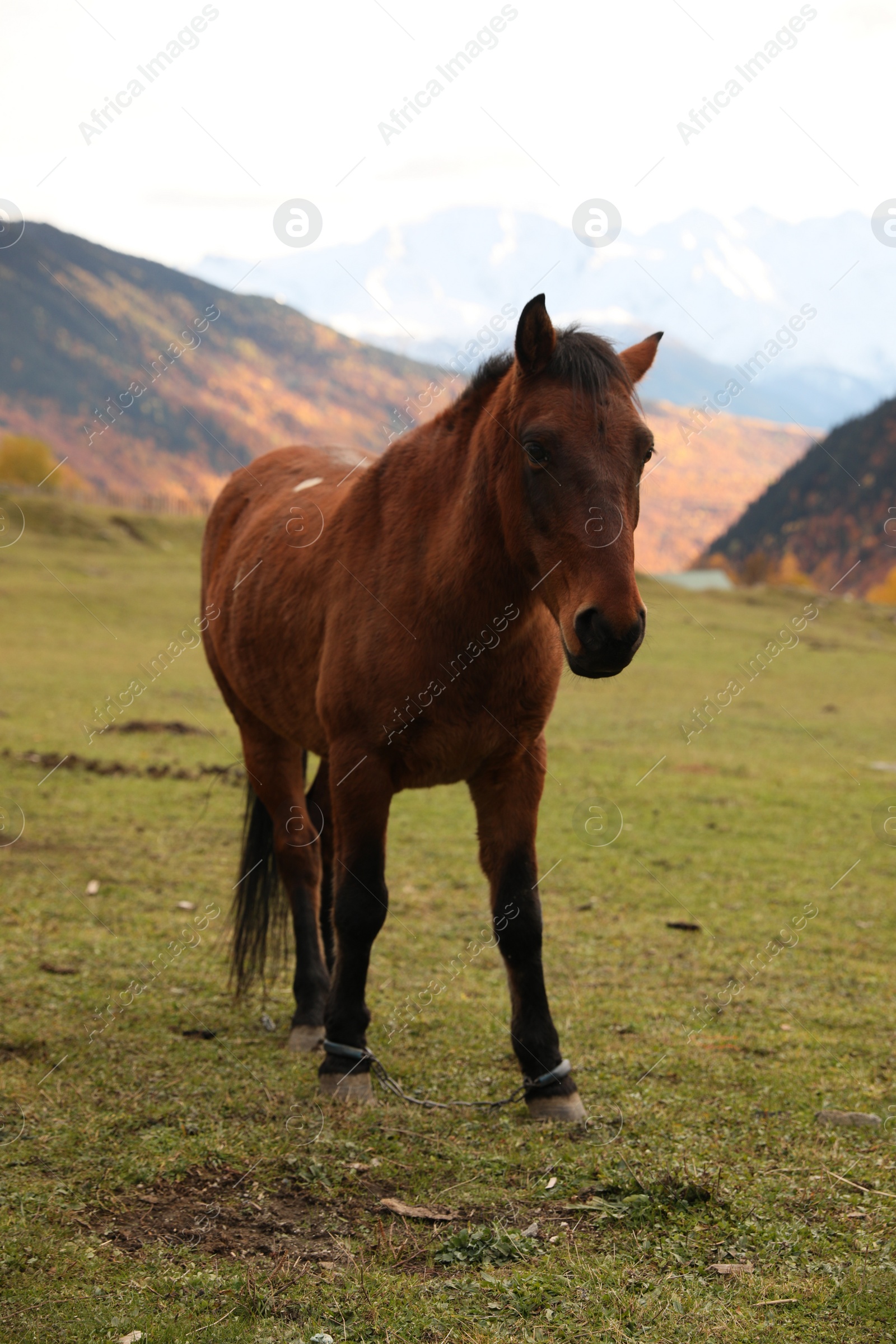 Photo of Brown horse in mountains on sunny day. Beautiful pet