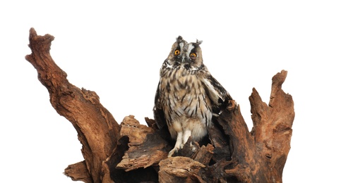 Beautiful eagle owl on tree against white background. Predatory bird