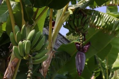 Photo of Tropical plant with green leaves and ripening bananas outdoors