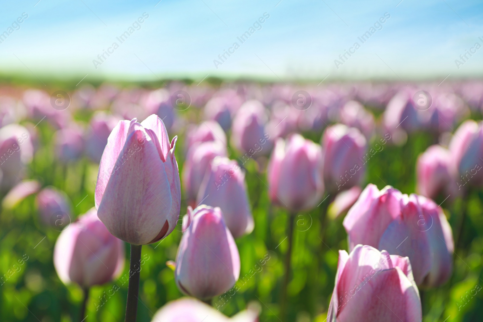 Photo of Blossoming tulips in field on sunny day, closeup