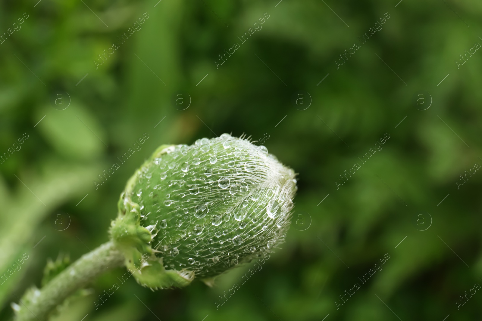 Photo of Beautiful green bud with dew drops outdoors, closeup