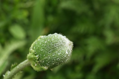 Photo of Beautiful green bud with dew drops outdoors, closeup