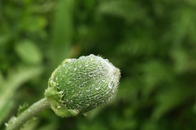 Beautiful green bud with dew drops outdoors, closeup