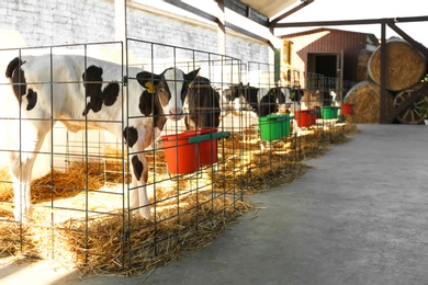 Photo of Pretty little calves on farm. Animal husbandry