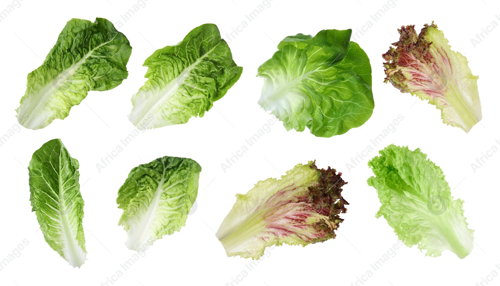 Image of Different types of lettuce isolated on white, collage design