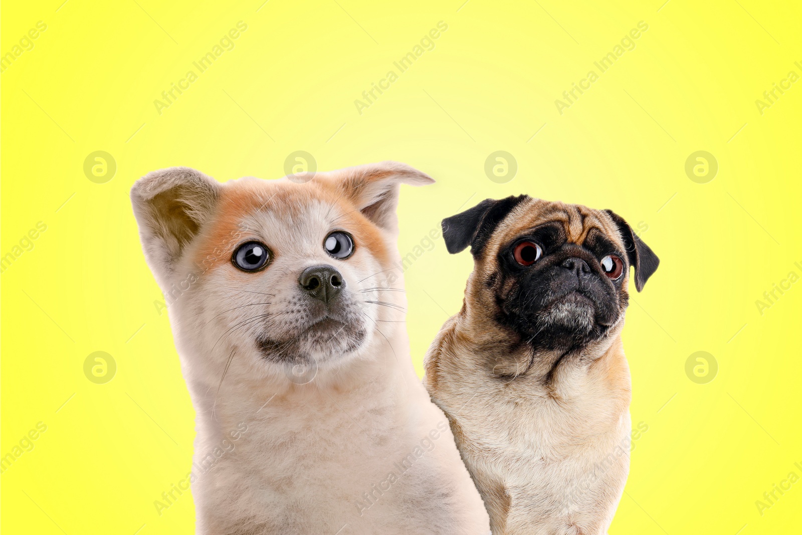Image of Cute surprised animals on yellow background. Pug dog and Akita Inu puppy with big eyes