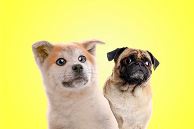 Image of Cute surprised animals on yellow background. Pug dog and Akita Inu puppy with big eyes