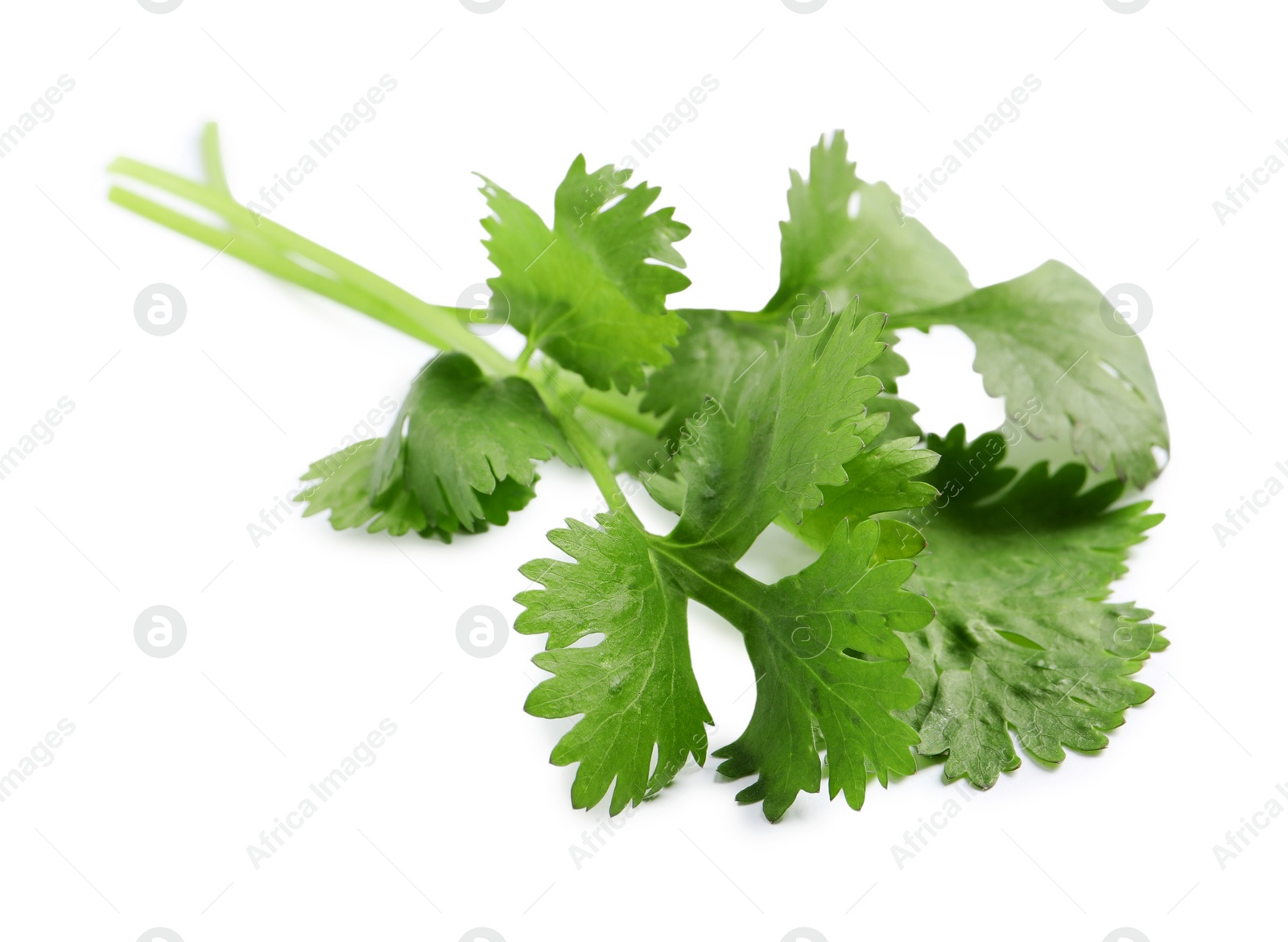 Photo of Fresh green coriander leaves on white background