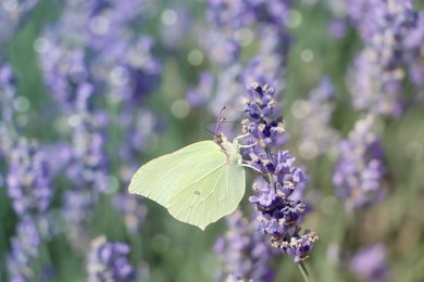 Photo of Beautiful butterfly in lavender field on sunny day, closeup