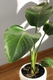 Photo of Beautiful plant with wet leaves near white wall indoors, closeup. House decoration