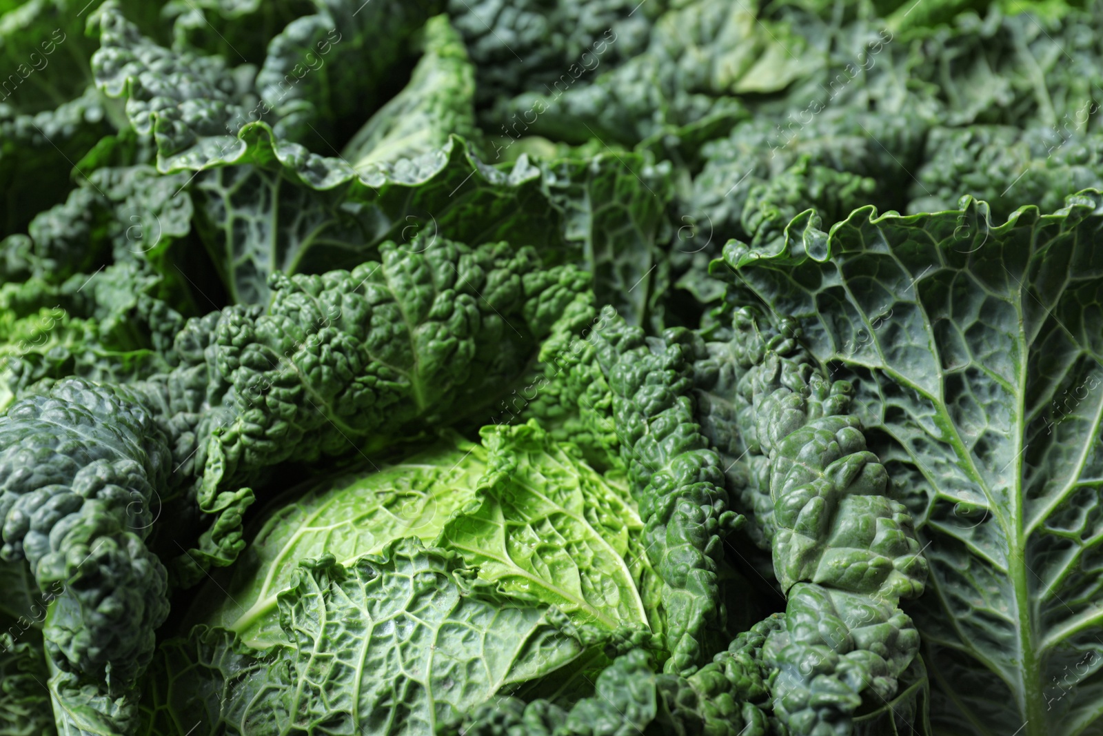 Photo of Fresh green savoy cabbages as background, closeup