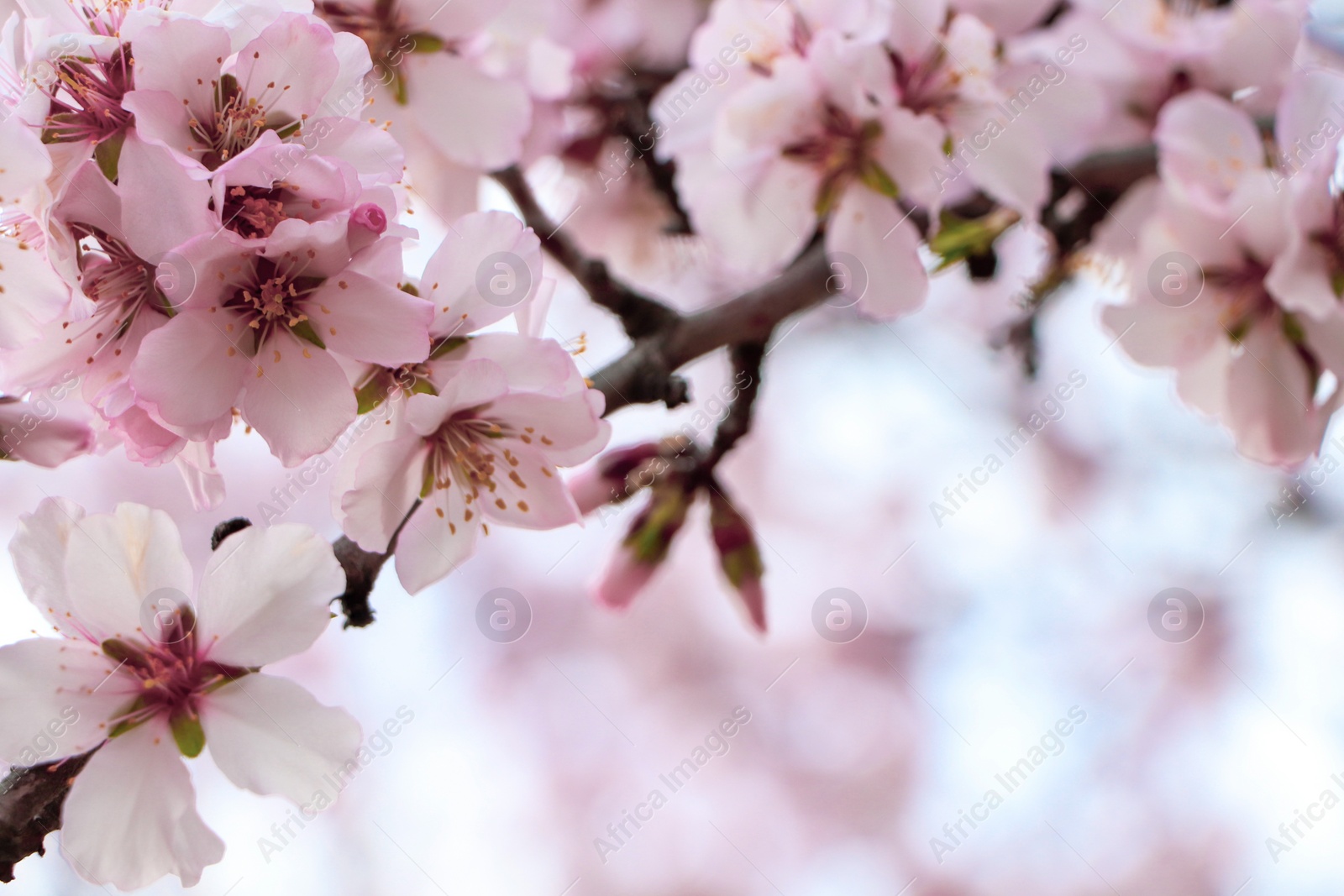 Photo of Delicate spring pink cherry blossoms on tree outdoors, closeup