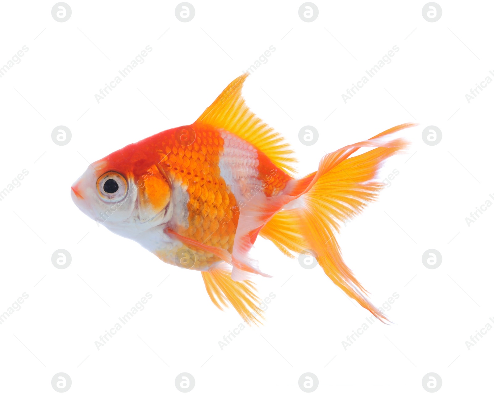 Photo of Beautiful bright small goldfish isolated on white