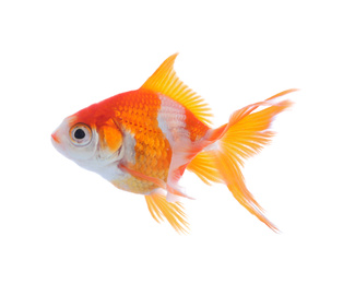 Beautiful bright small goldfish isolated on white