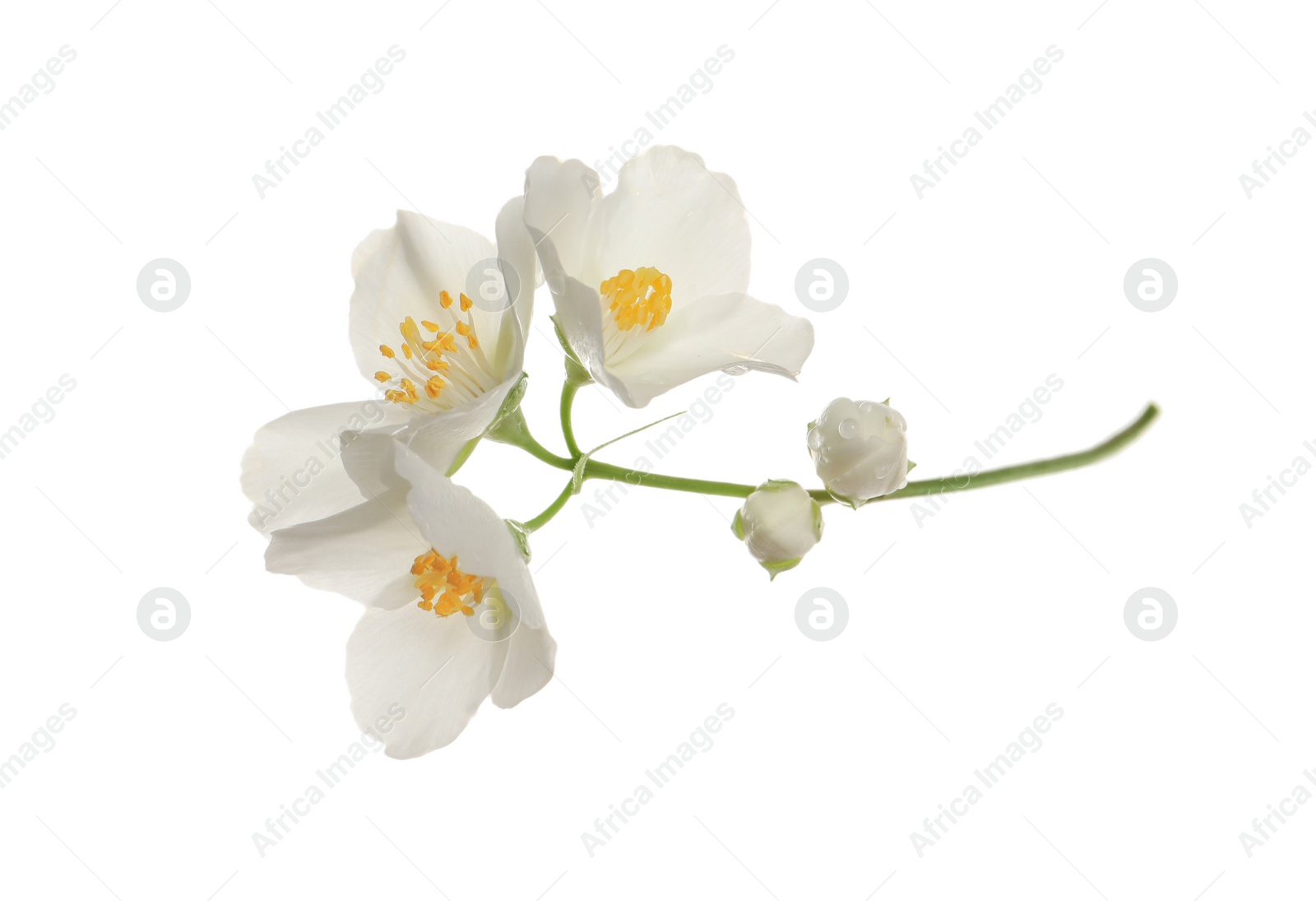 Photo of Beautiful flowers of jasmine plant isolated on white