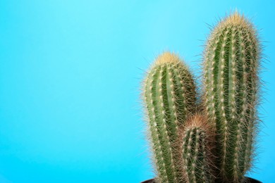 Beautiful green cactus on light blue background, space for text. Tropical plant