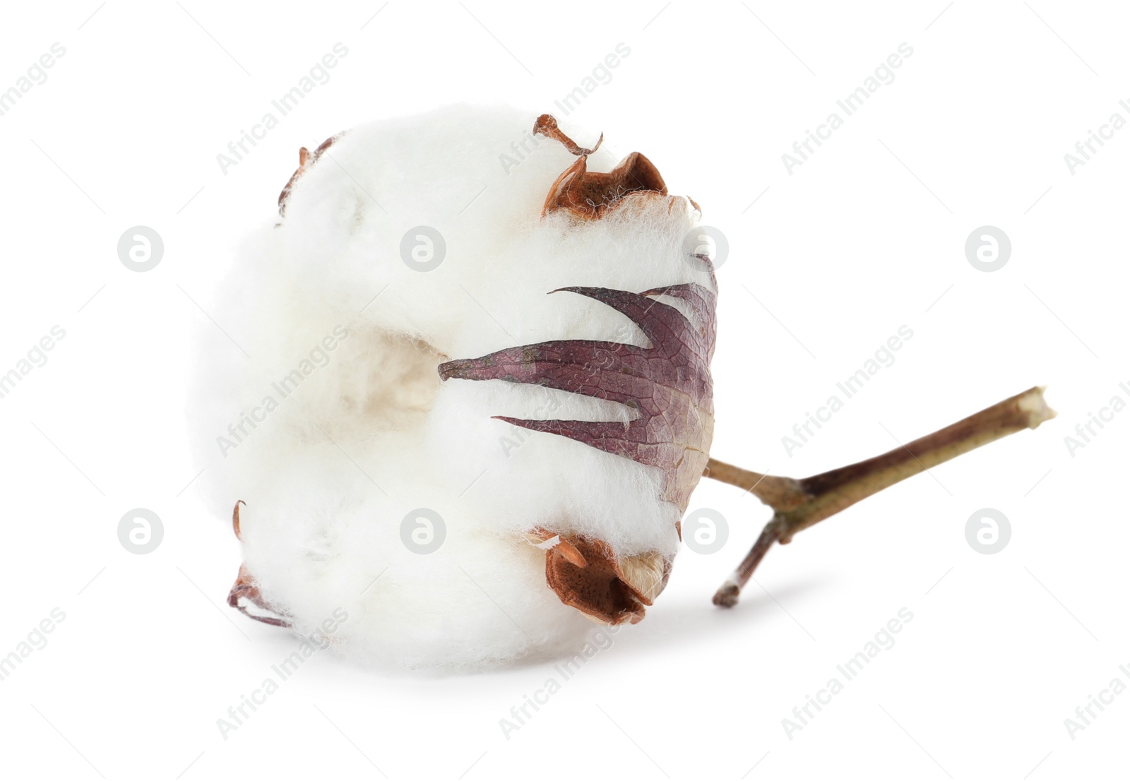 Photo of Beautiful fluffy cotton flower isolated on white