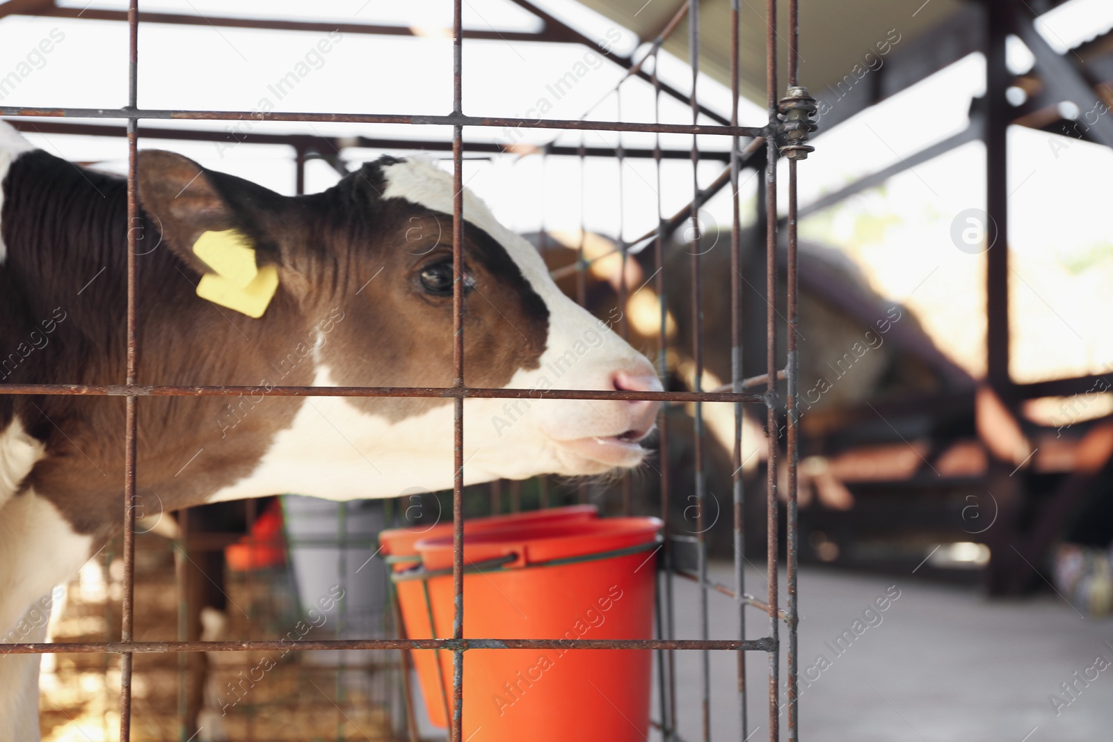 Photo of Pretty little calf in cage on farm. Animal husbandry