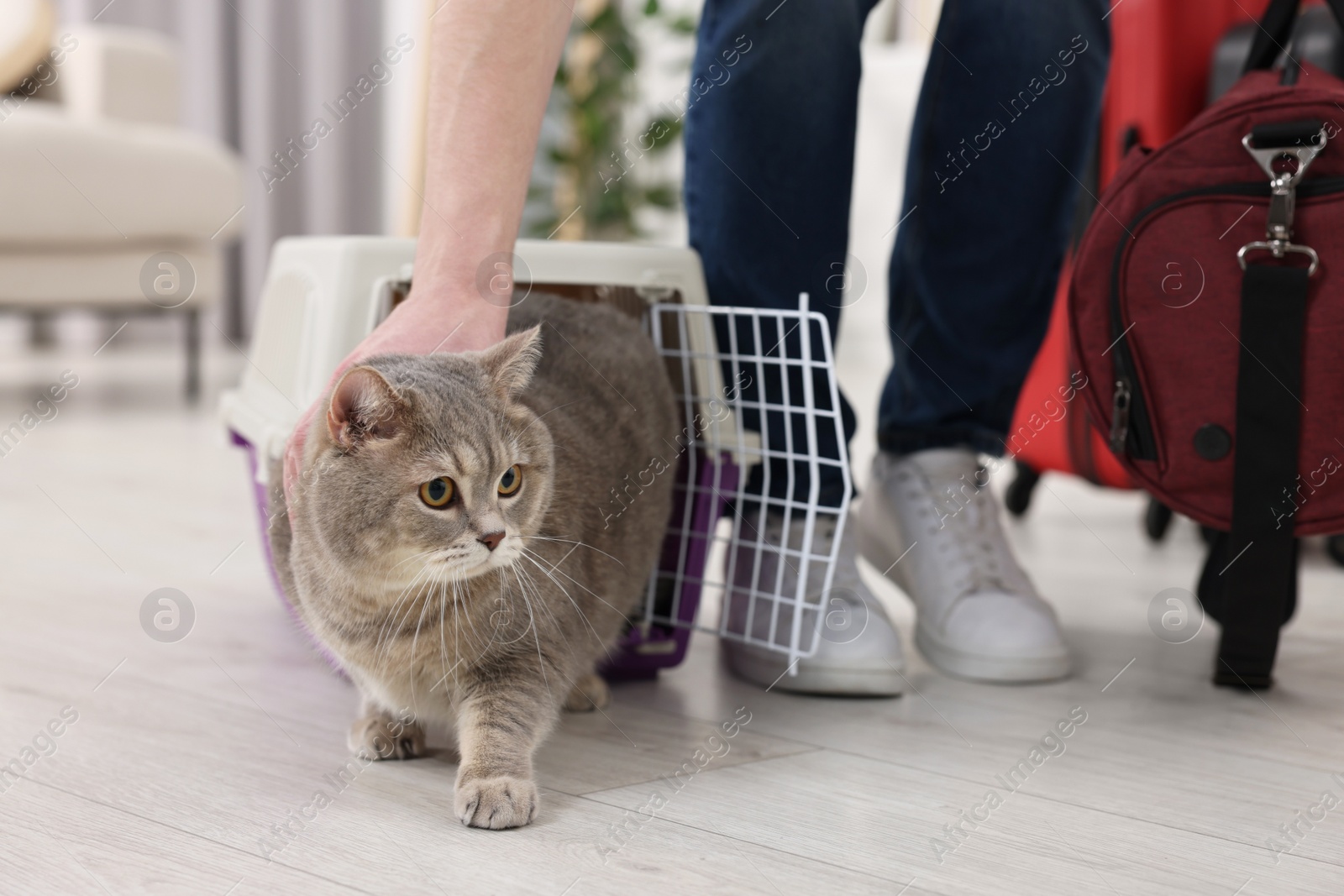 Photo of Travel with pet. Man stroking cute cat near carrier at home, closeup