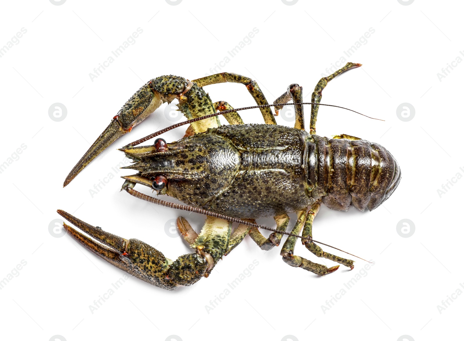 Photo of Fresh raw crayfish isolated on white, top view. Healthy seafood