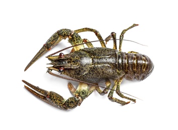 Photo of Fresh raw crayfish isolated on white, top view. Healthy seafood