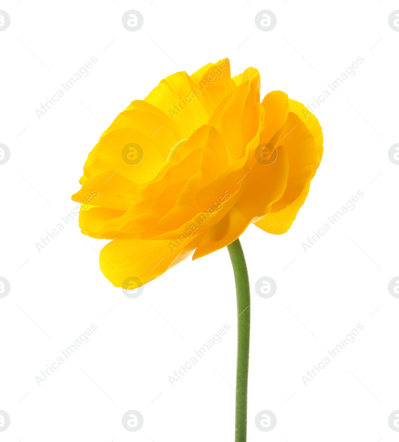 Photo of Beautiful ranunculus flower on white background