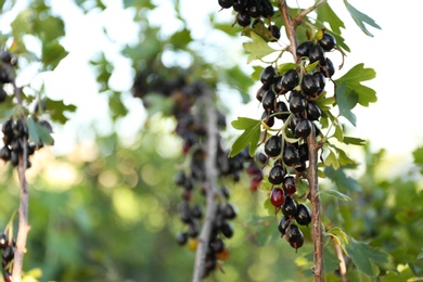 Photo of Black currant berries on bush outdoors, closeup