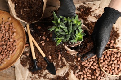 Photo of Woman transplanting Haworthia into pot at table, top view. House plant care