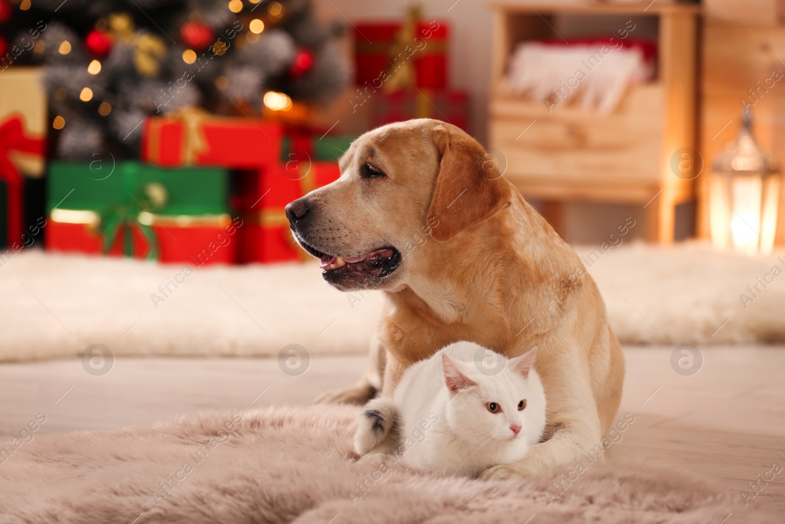 Photo of Adorable dog and cat together at room decorated for Christmas. Cute pets