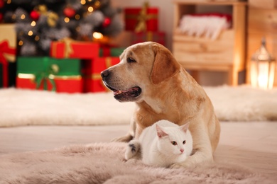 Adorable dog and cat together at room decorated for Christmas. Cute pets