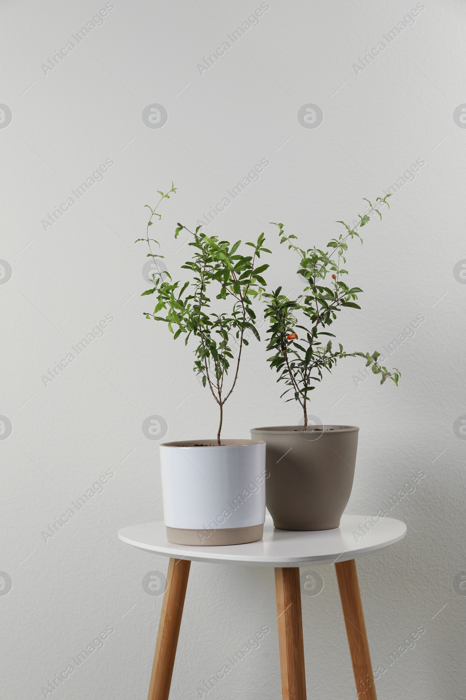 Photo of Pomegranate plants with green leaves on white table near beige wall