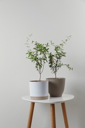 Pomegranate plants with green leaves on white table near beige wall