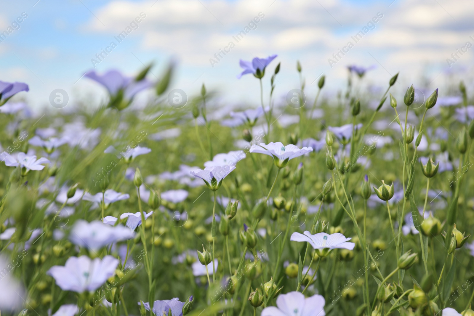 Photo of Closeup view of beautiful blooming flax field