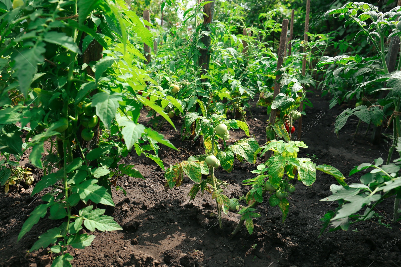 Photo of Beautiful green plants with ripening tomatoes in garden