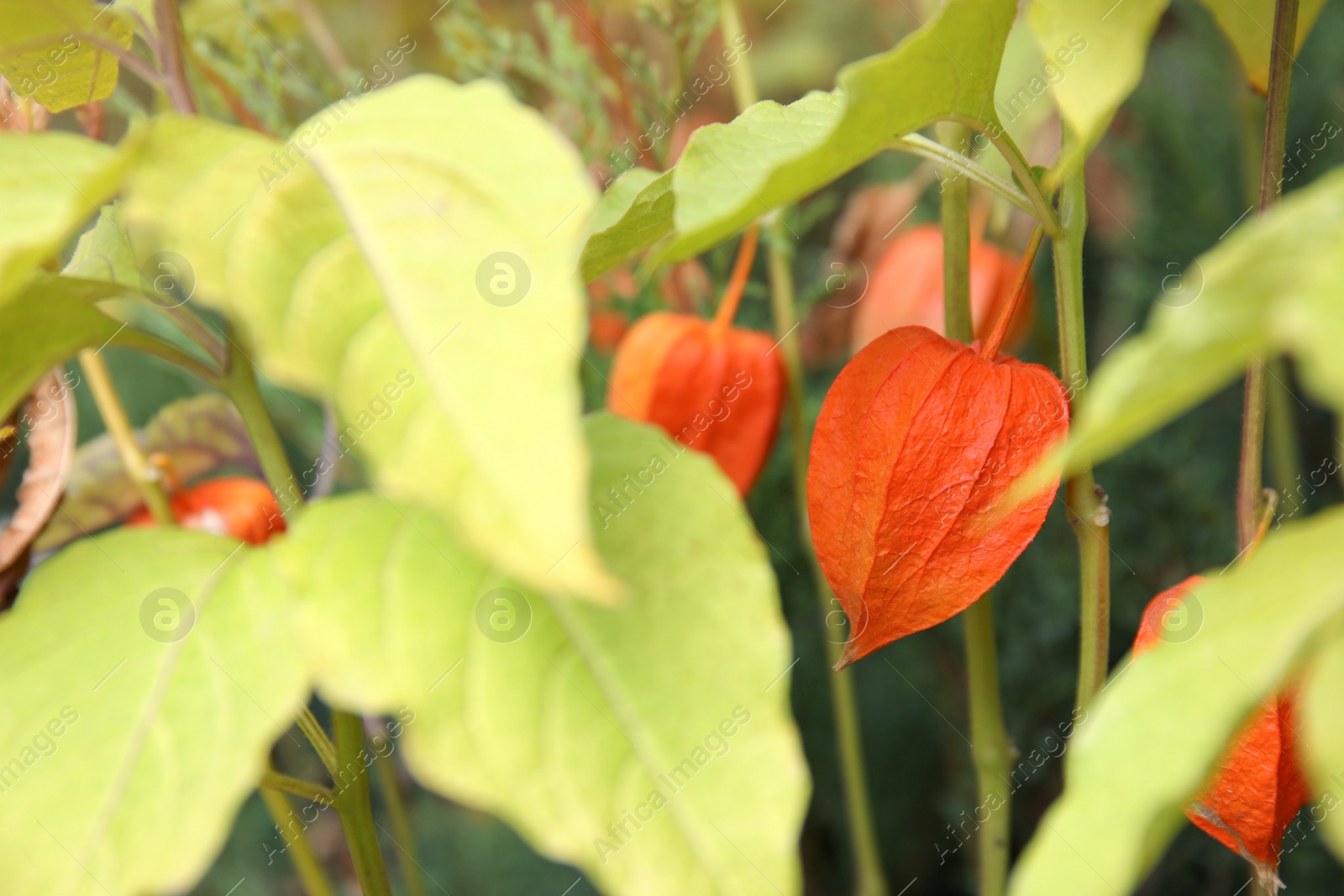 Photo of Bright ripe physalis sepals on bush, closeup