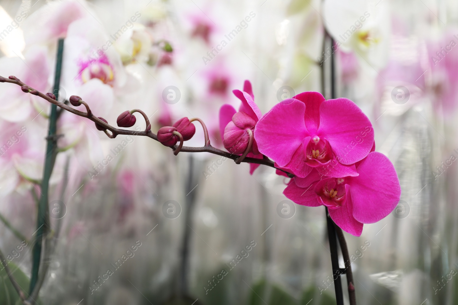 Photo of Beautiful blooming tropical orchid on blurred background, closeup. Space for text